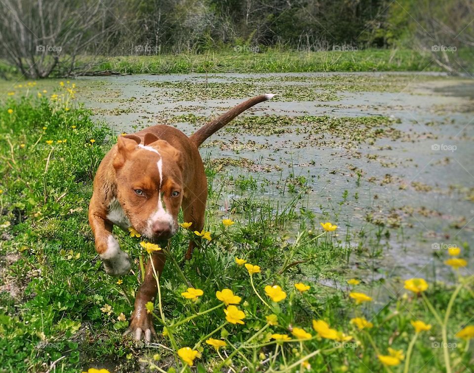 A puppy exploring a pond with yellow wildflowers in spring