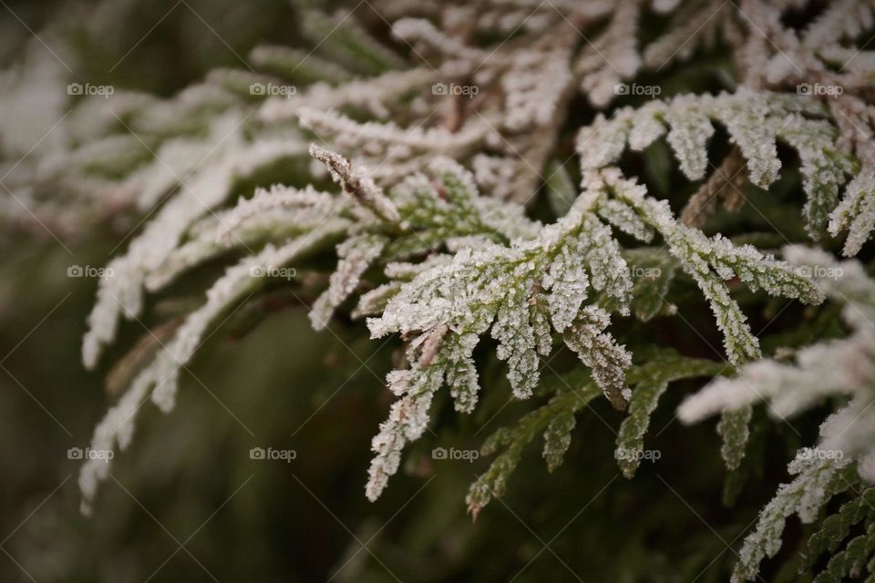 Thuja branch covered with frost