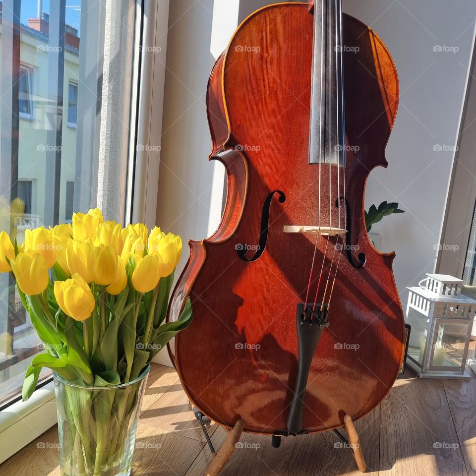 cello 3