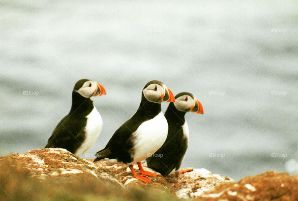 Icelandic Puffin