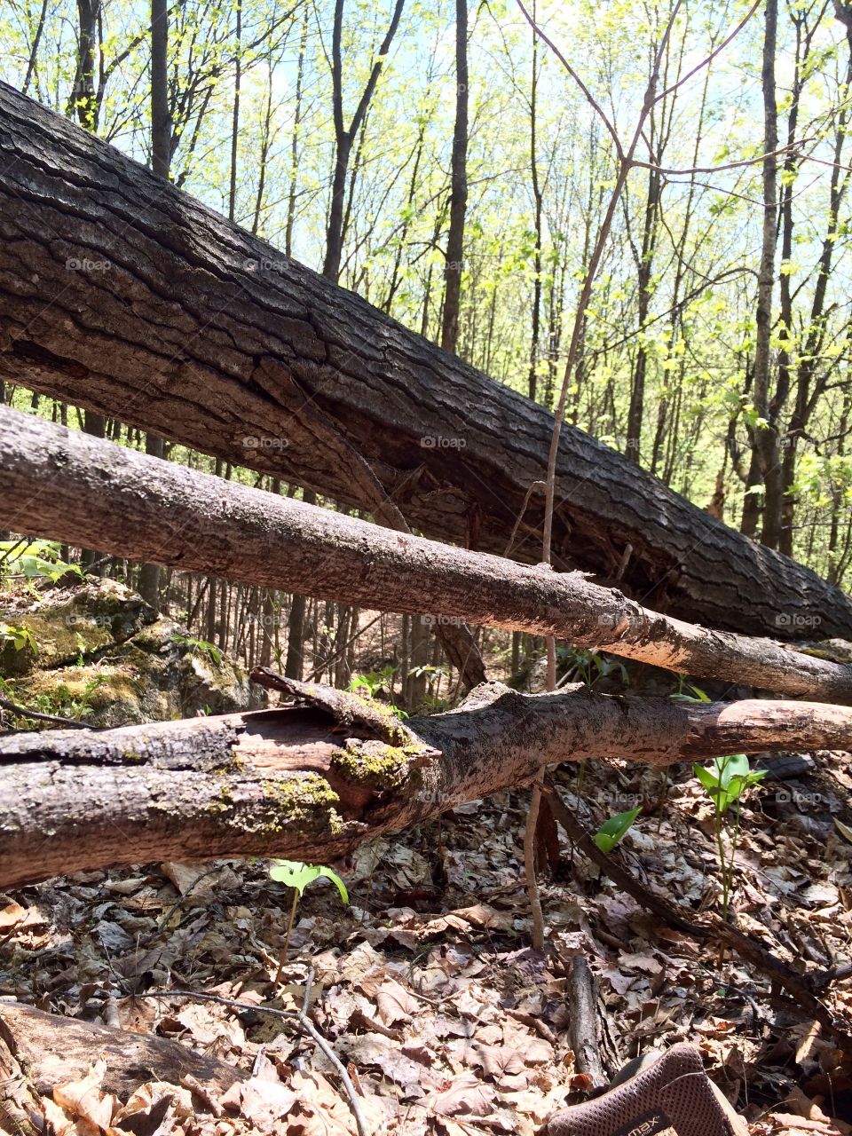 Spending time walking in the forest, looking at tree's & birds.
