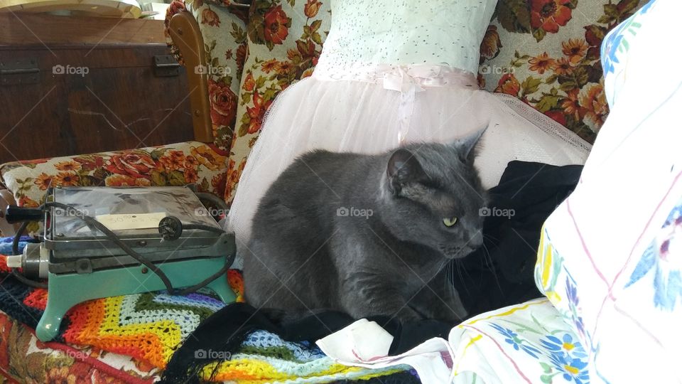 In Williamsport, Indiana, this cat lives in an antique/junk shop. She is digging in to nestle down to try to stay warm.