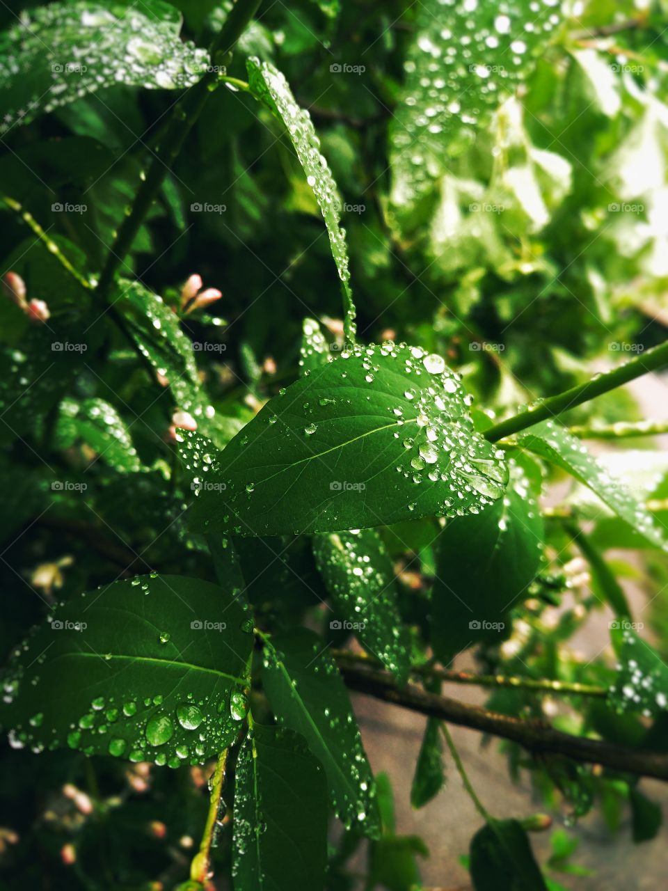 wet leaves