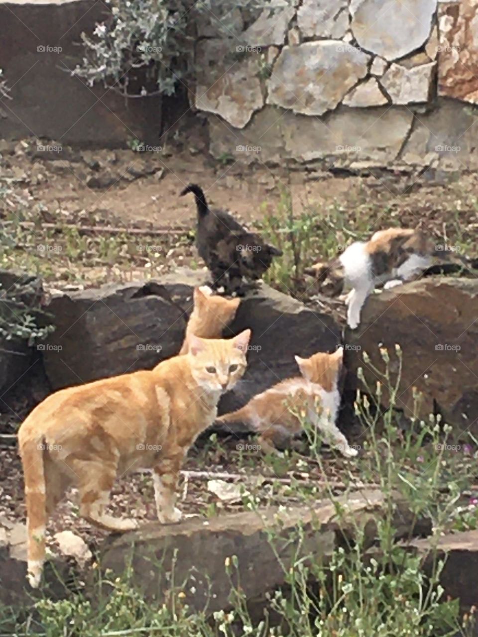 Mother cat with her 4 kittens