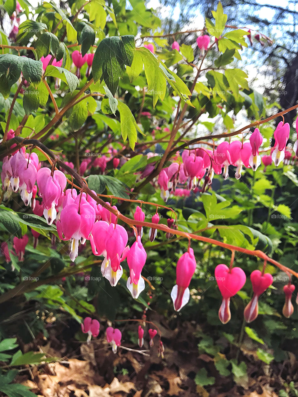 Bleeding Hearts 