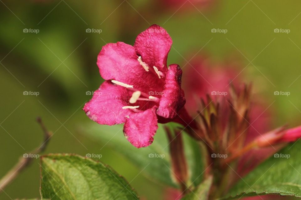 Flower in close up