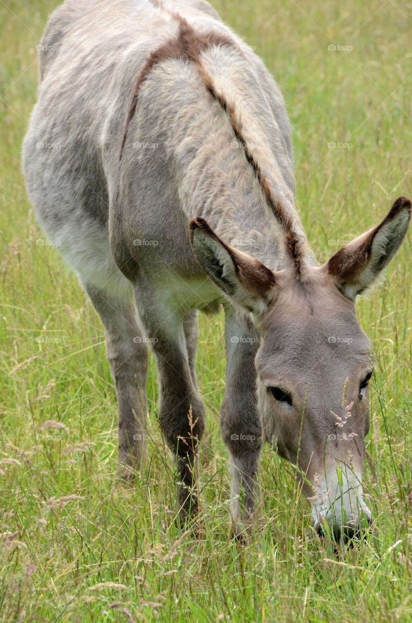 Donkey in a field in Bokrijk, Belgium.