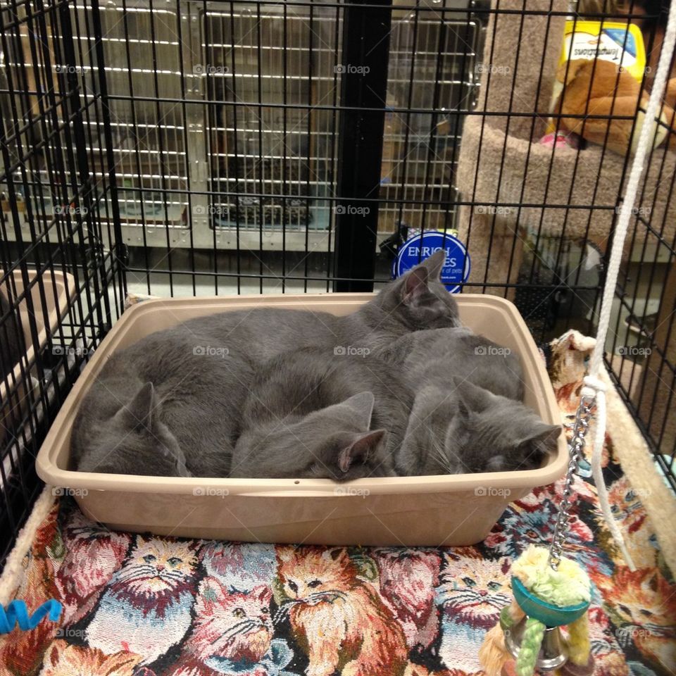 Four sleeping kittens