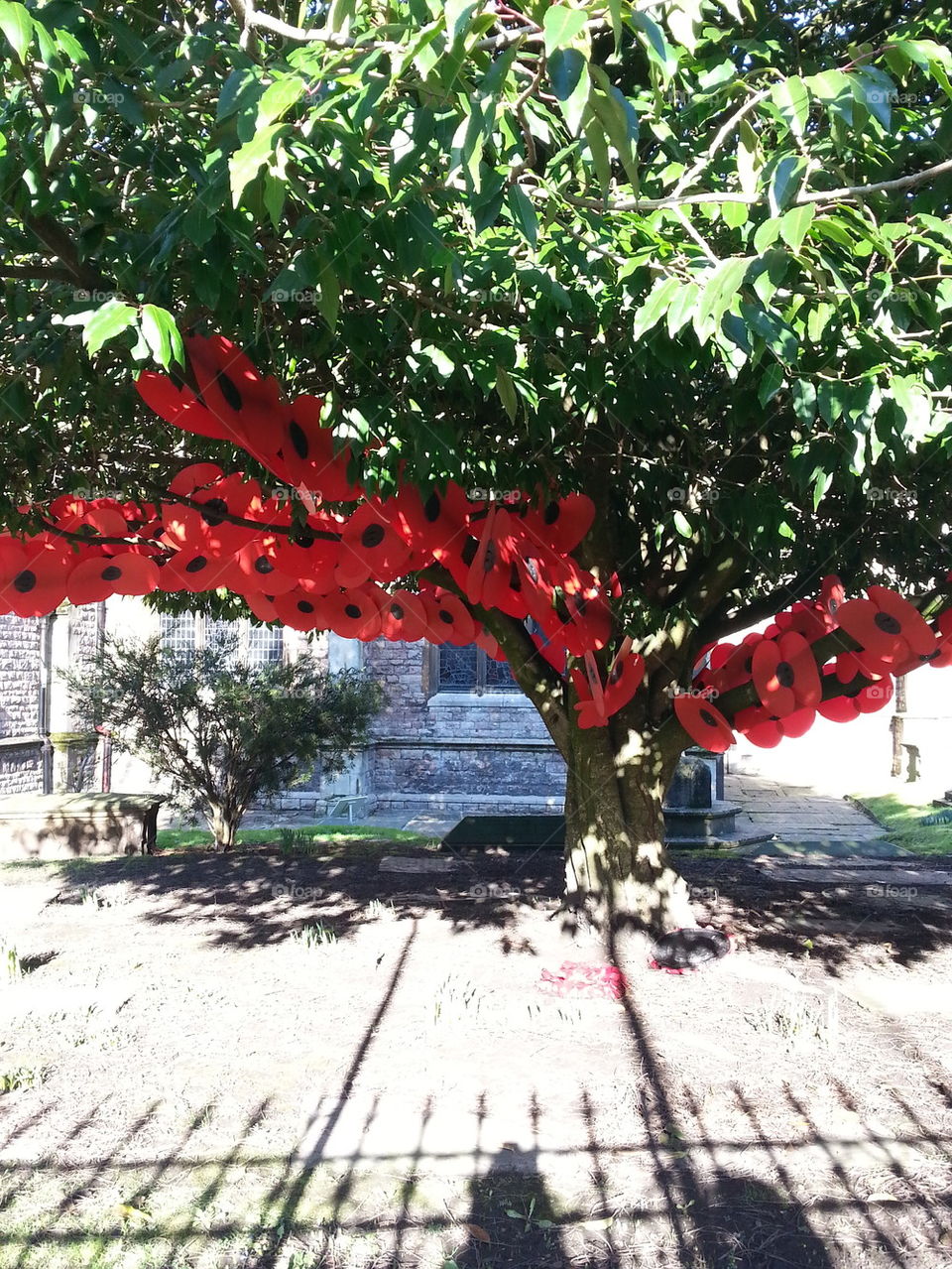 poppy tree