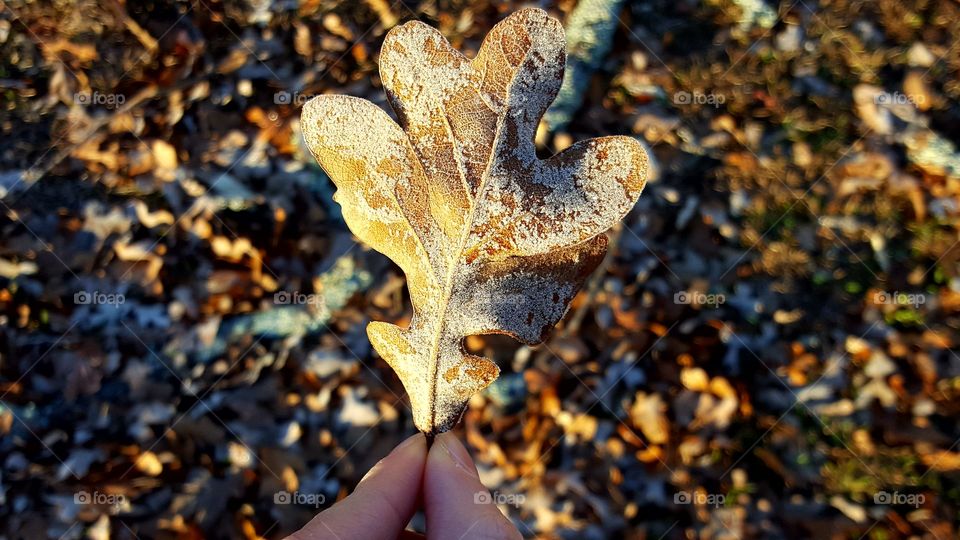 My favorite part of Winter is taking pictures of frost, ice, and snow.