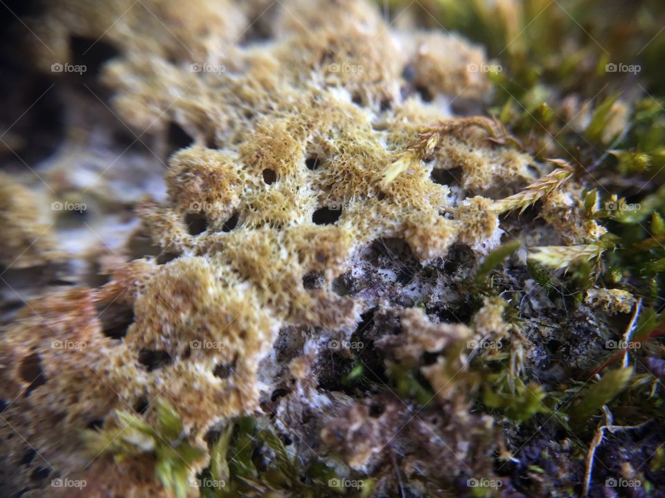 Macro moss