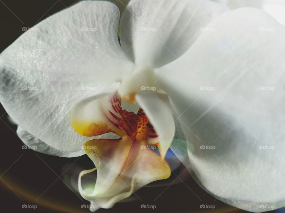 Be silent. That heart speaks without tongue or lips ~ Rumi