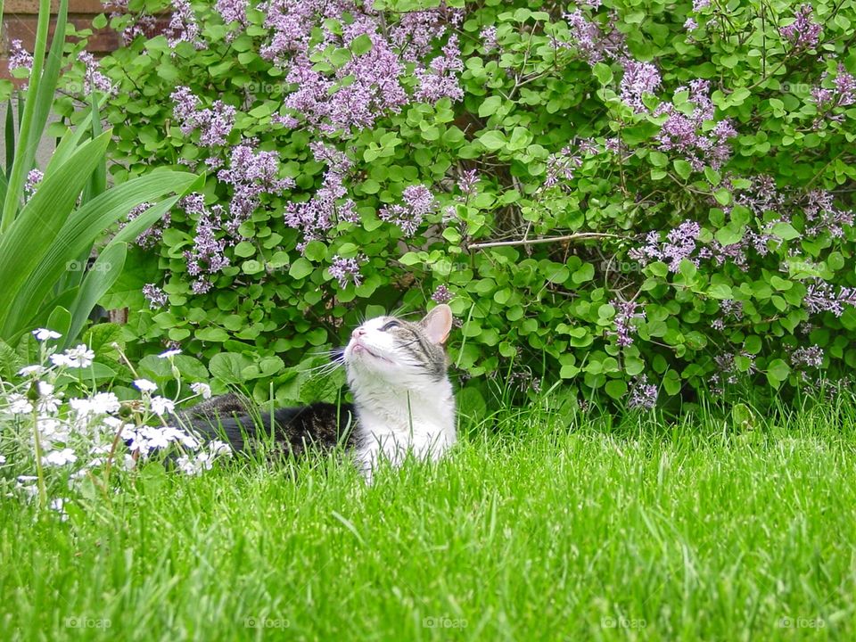 Cat under lilacs 