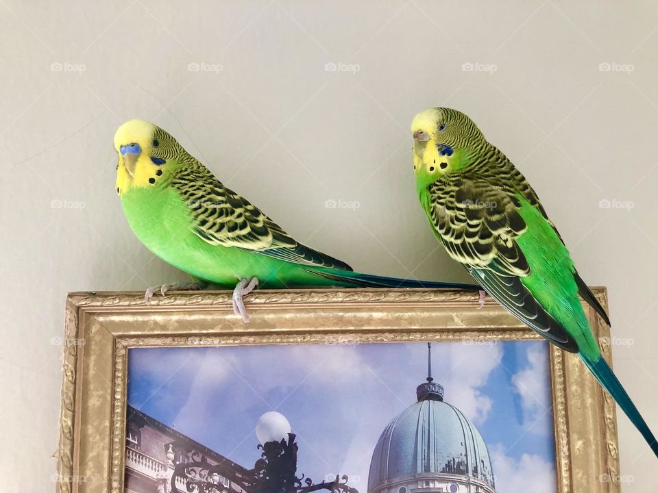 Kiwi and Coco or relaxed looking cute 