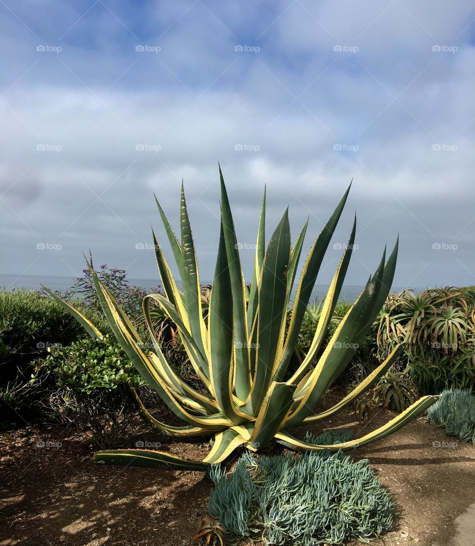 Cactus. Succulents by the Beach