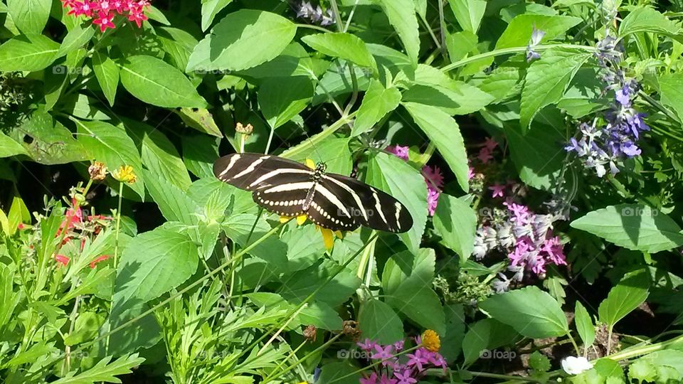 Zebra Butterfly. Zebra butterfly at Epcot's Flower and Garden Festival 2015