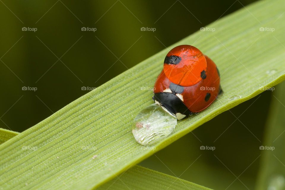 Red ladybug on green grass . Macro shot