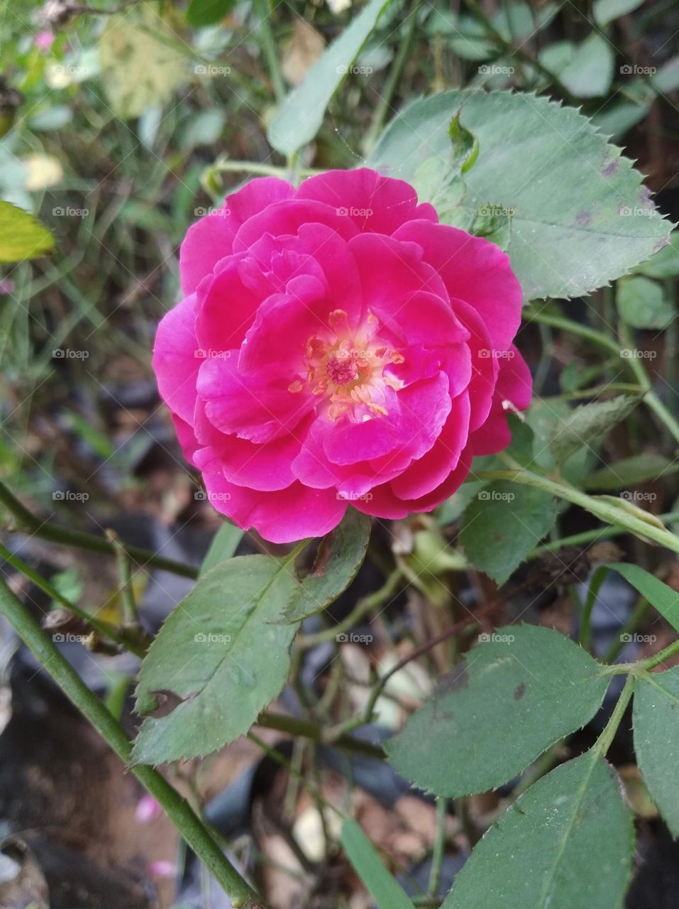 Desi rose pink flower seasonal fresh shurb small size looks very beautiful generally found everywhere