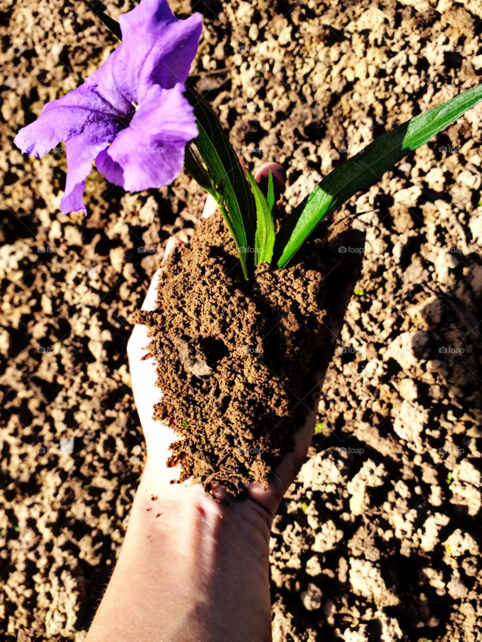 Pronta para renascer na próxima primavera