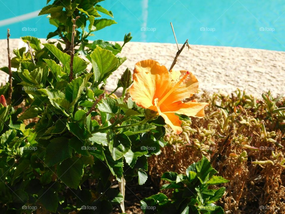 Hibiscus by pool side