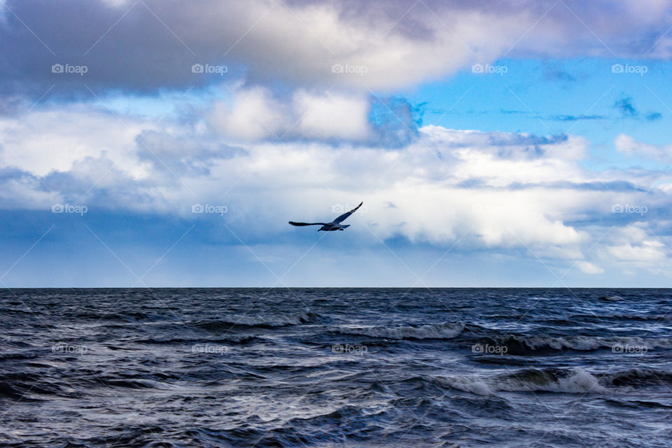 The bird flies over the sea