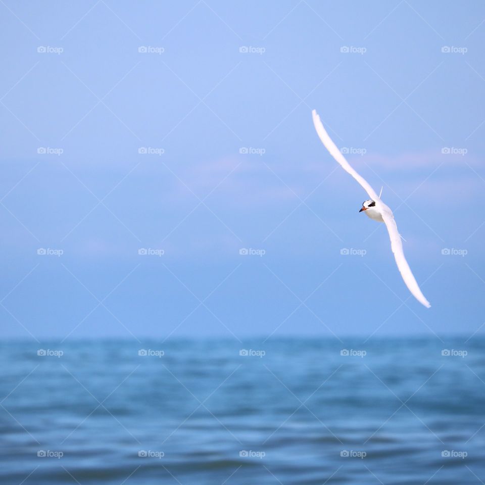 sea gull in flight