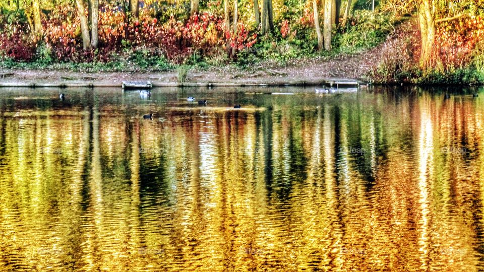 Lake. Nature reserve 