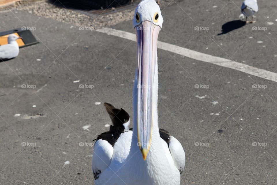 Large pelican on land facing camera 