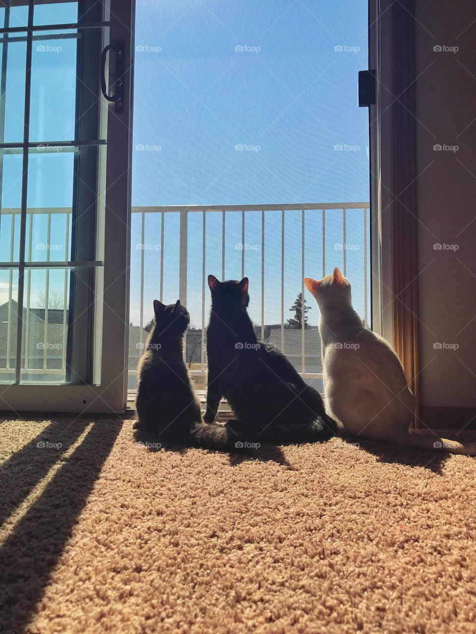 Three Adorable Cats Birdwatching