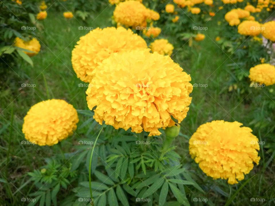 yellows marigolds flowers