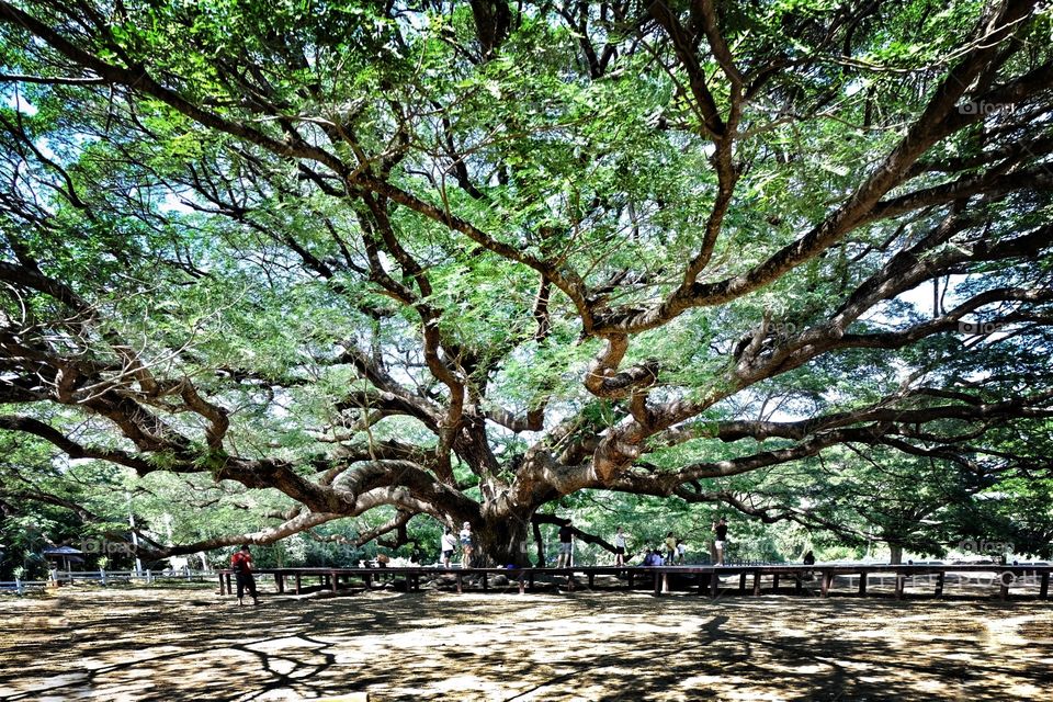 oldest tree  bigtree