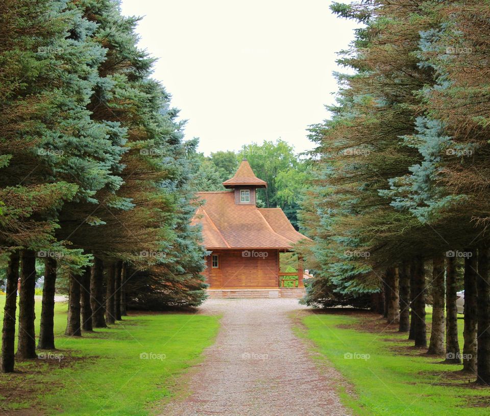color green from trees to ground