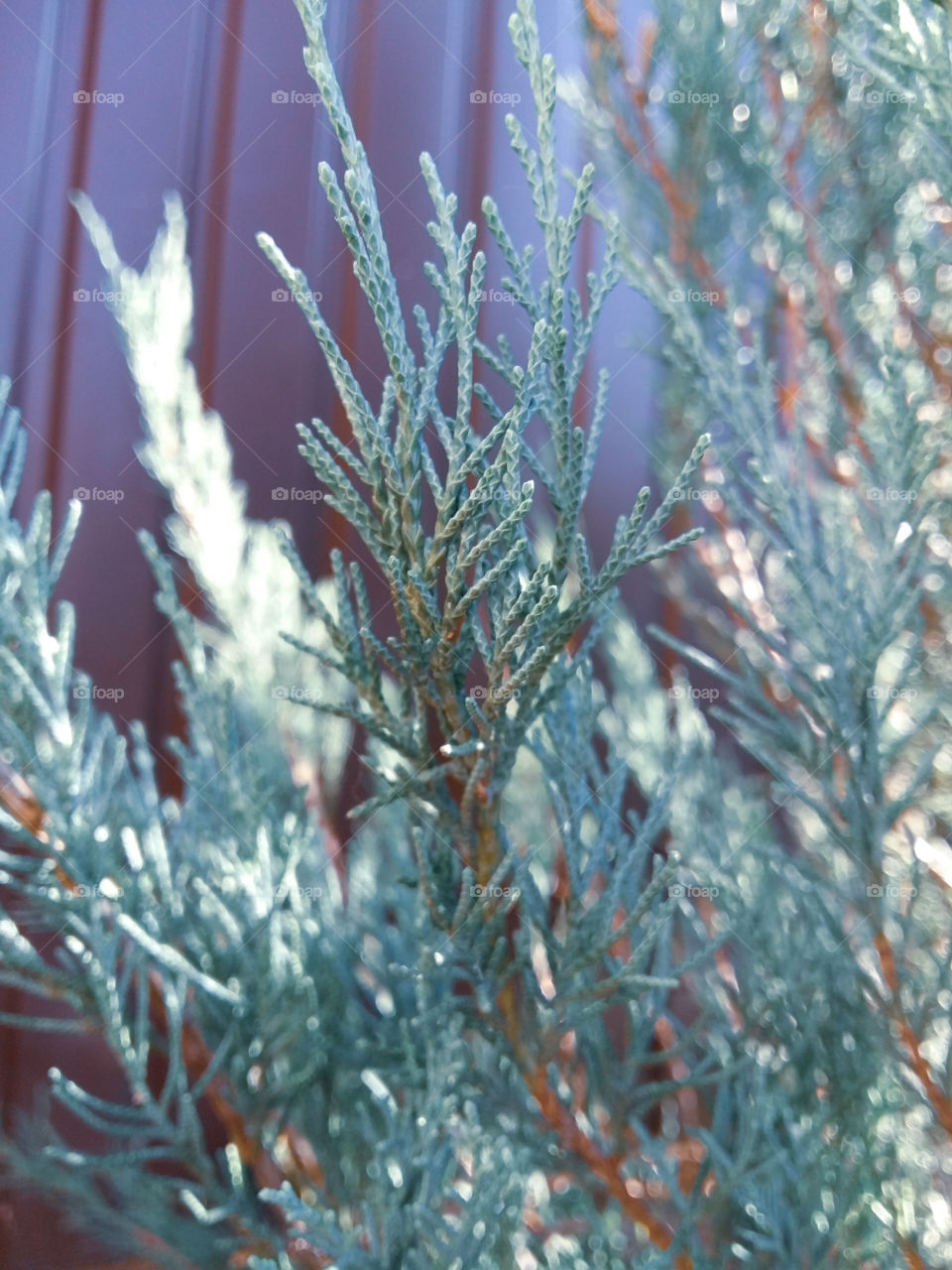 fir twig on blurred brown-green background