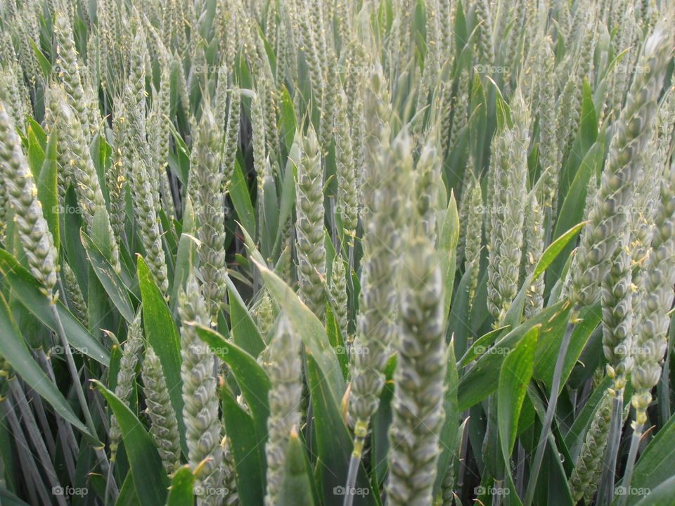 Wheat Crops Up Close