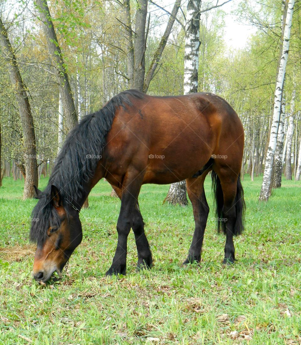 Horse, Mammal, Pasture, Mare, Grass