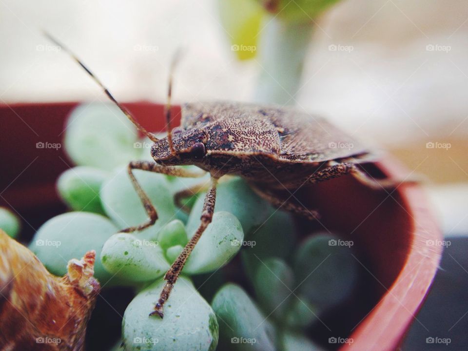 Stink Bug Succulent 