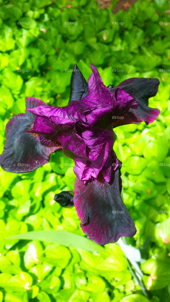 Purple Iris