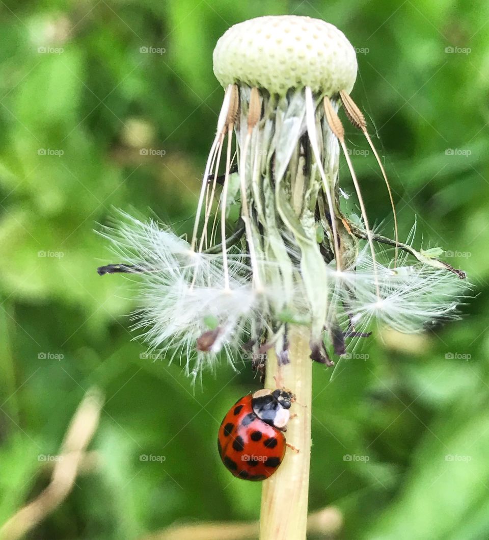 Macro lens captured ladybird sitting on a plant, image was taken during the day and the ladybug is climbing a plant 