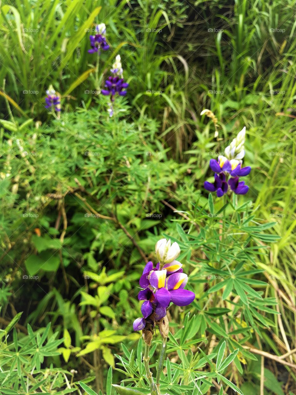 Purple flowers in the jungle