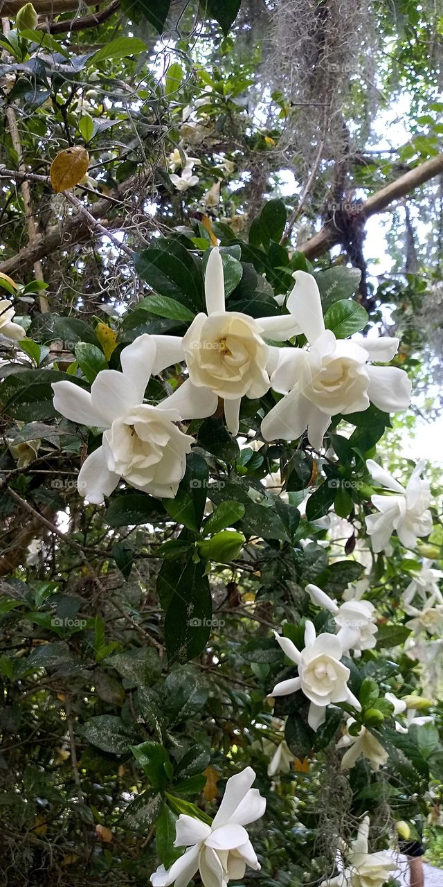 a close up of three white flowers surrounded by other white flowers