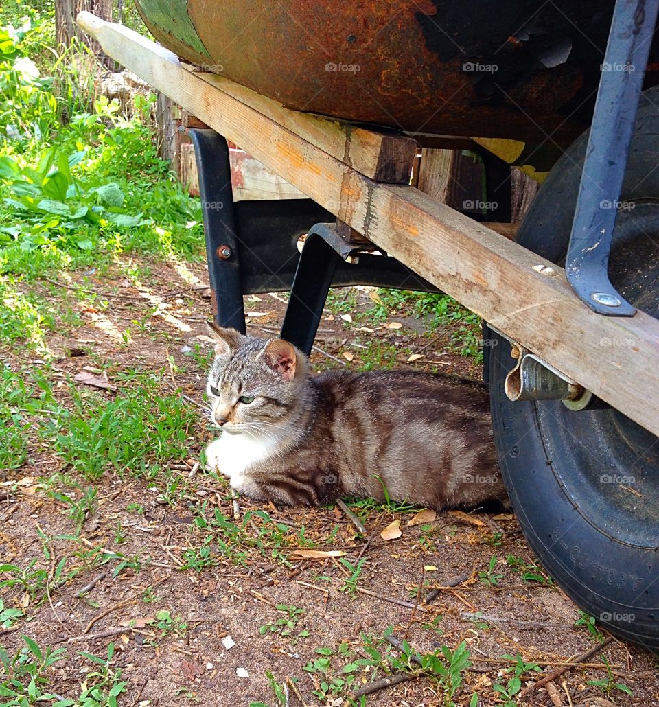 Farm cat. A farm cat relaxing under an old wheelbarrow.