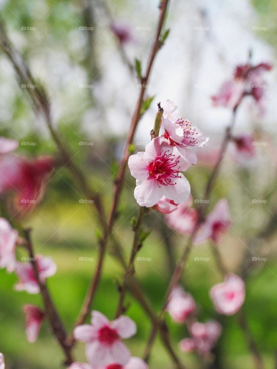 Pink flowers dance like a beautiful woman in spring nature...