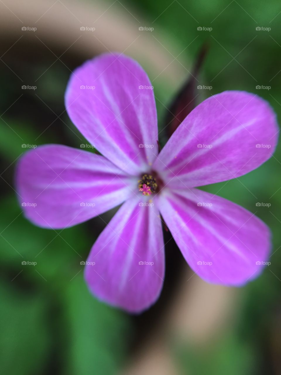 Close up of bright purple flower