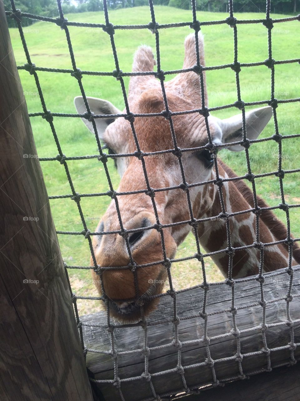 Giraffe at Binder Park Zoo