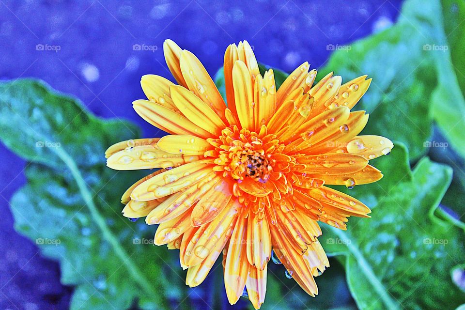 flower. Photography. Photograph. Blurred. Background. A yellow flower with water drops on its petals.