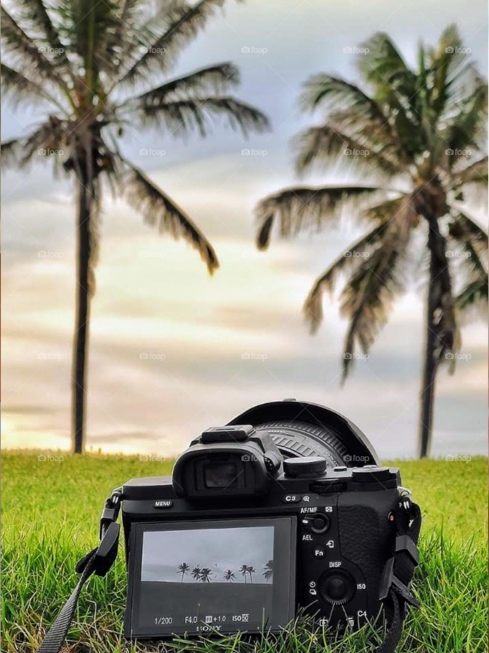 photo camera on the grass