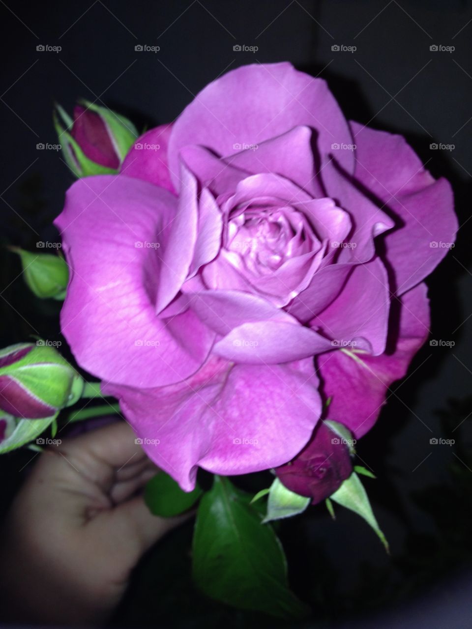Flower, Rose, Love, Romance, Petal