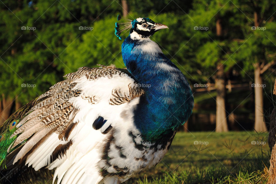 bird feathers peacock spirit by ricco105