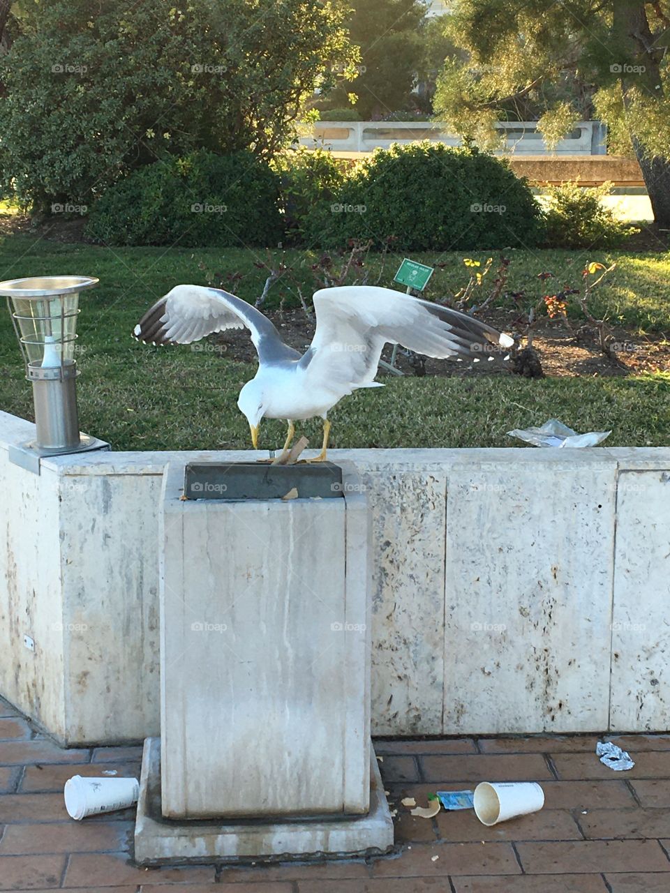 Seagull and garbage