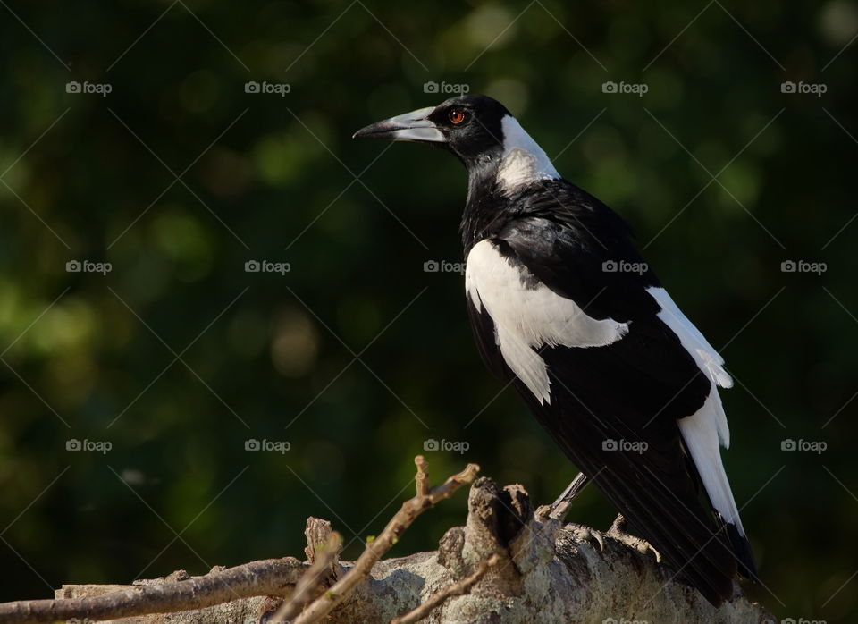 on a tree stump at sunset